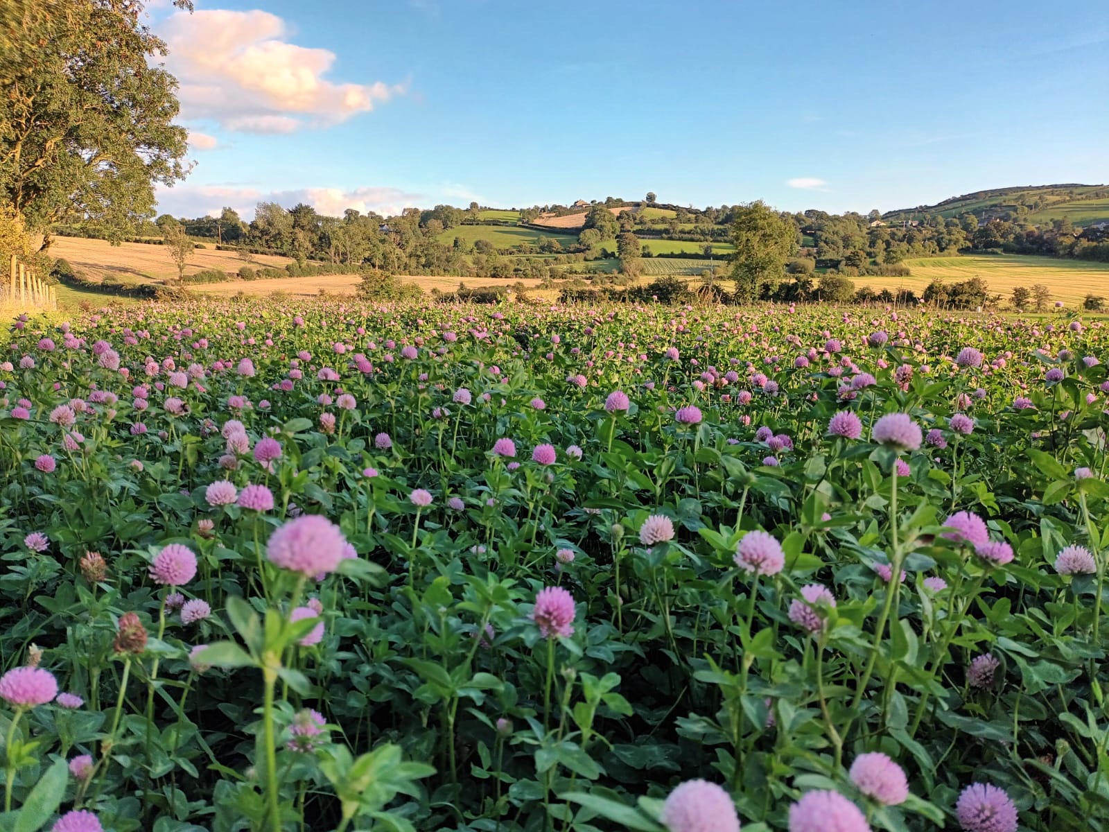 Red Clover: Does It Work Across Northern Ireland?